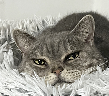 grey cat lying on rug